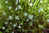 Lesser Stitchwort